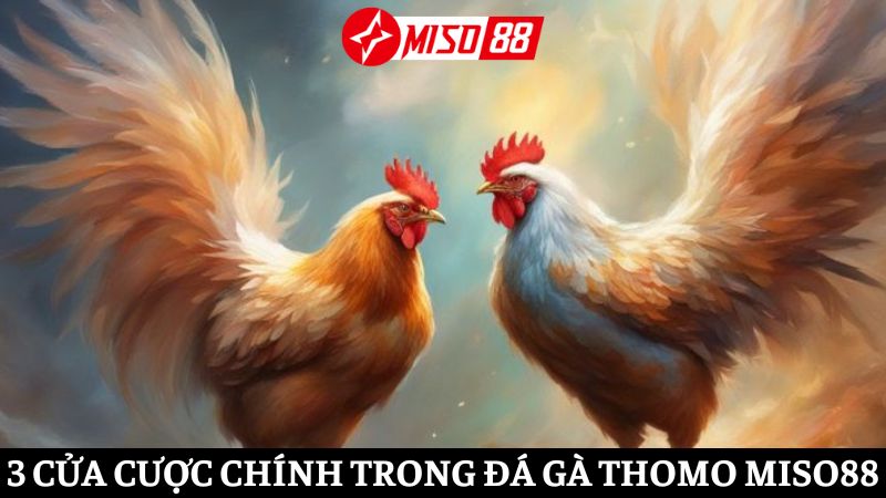 Cửa cược đá gà Thomo Miso88 phổ biến