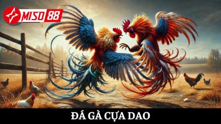 Đá gà cựa dao
