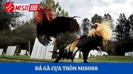đá gà cựa tròn