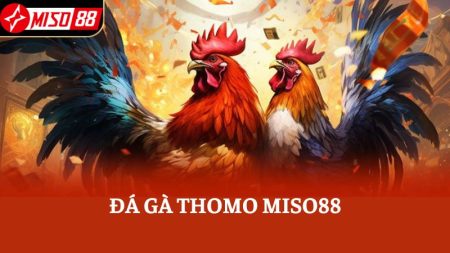 Đá gà Thomo Miso88