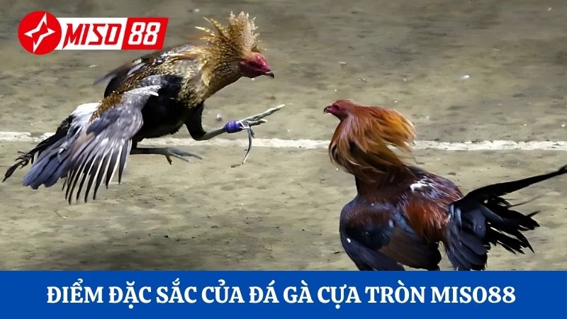 Điểm đặc sắc của đá gà cựa tròn Miso88