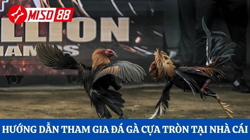 Hướng dẫn cách thức tham gia đá gà cựa tròn tại nhà cái
