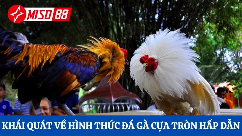 Khái quát về hình thức đá gà cựa tròn hấp dẫn