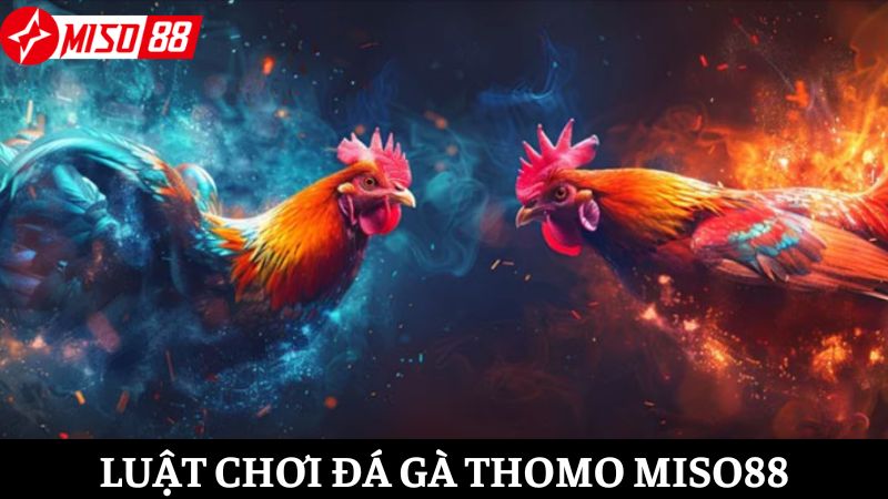 Luật chơi cơ bản cần nắm được khi tham gia đá gà Thomo Miso88