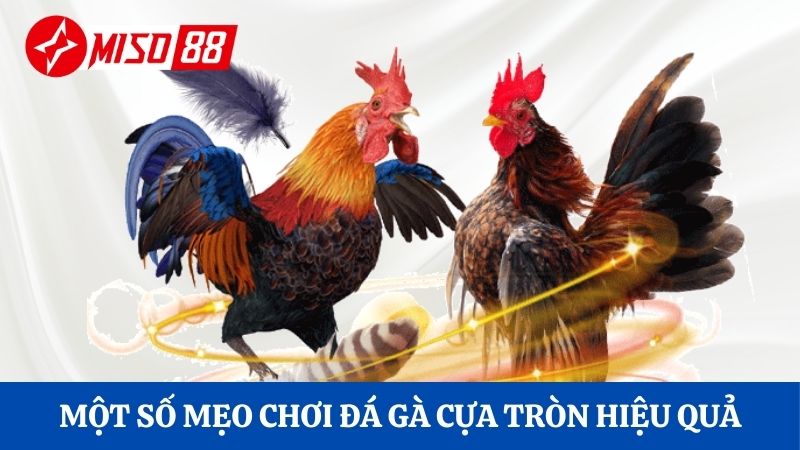 Một số mẹo chơi đá gà cựa tròn hiệu quả
