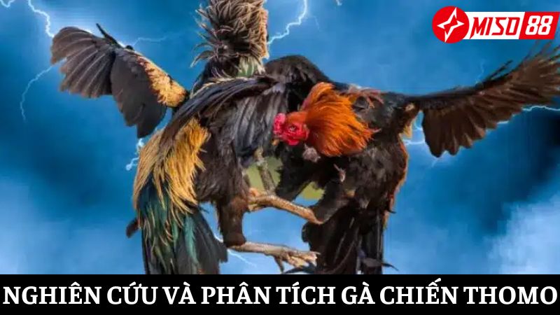 Nghiên cứu và phân tích gà chiến trước khi đặt cược