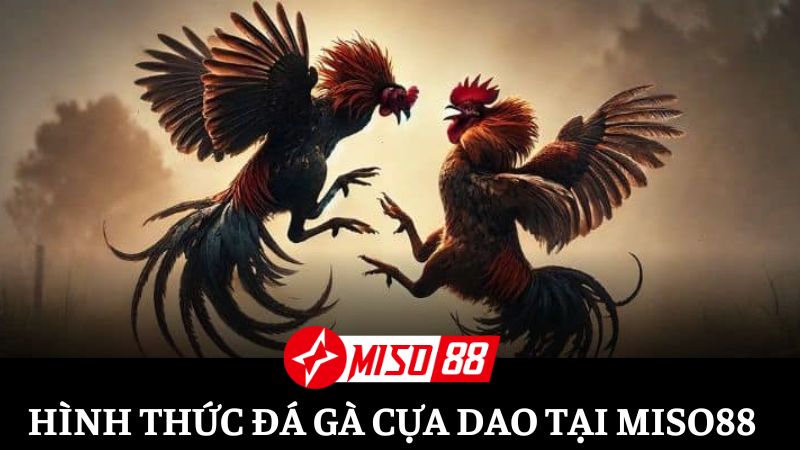 Sơ lược về hình thức đá gà cựa dao cho tân thủ Miso88